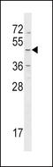 Histamine H4 receptor antibody, LS-C165018, Lifespan Biosciences, Western Blot image 
