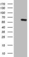 Phosphoglycerate Dehydrogenase antibody, MA5-26812, Invitrogen Antibodies, Western Blot image 