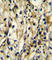 Branched Chain Amino Acid Transaminase 1 antibody, abx025607, Abbexa, Western Blot image 