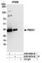 Polysaccharide Biosynthesis Domain Containing 1 antibody, A305-686A-M, Bethyl Labs, Immunoprecipitation image 