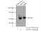 SET And MYND Domain Containing 1 antibody, 16151-1-AP, Proteintech Group, Immunoprecipitation image 