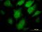 Proprotein Convertase Subtilisin/Kexin Type 1 antibody, orb94650, Biorbyt, Immunocytochemistry image 