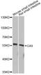 Carbonic Anhydrase 9 antibody, A13682, ABclonal Technology, Western Blot image 