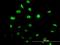  antibody, H00003397-M04, Novus Biologicals, Immunocytochemistry image 