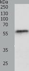 Occludin antibody, TA324148, Origene, Western Blot image 