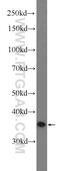 Dual specificity mitogen-activated protein kinase kinase 6 antibody, 51094-1-AP, Proteintech Group, Western Blot image 