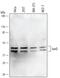 JunD Proto-Oncogene, AP-1 Transcription Factor Subunit antibody, AF5526, R&D Systems, Western Blot image 