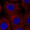 Cathepsin Z antibody, HPA049876, Atlas Antibodies, Immunocytochemistry image 