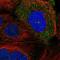 Serologically defined colon cancer antigen 8 antibody, NBP2-55249, Novus Biologicals, Immunofluorescence image 