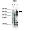 HIV-1 Tat Specific Factor 1 antibody, orb330953, Biorbyt, Western Blot image 