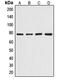 DNA Cross-Link Repair 1C antibody, MBS821011, MyBioSource, Western Blot image 