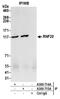 E3 ubiquitin-protein ligase BRE1A antibody, A300-715A, Bethyl Labs, Immunoprecipitation image 