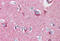 NSF Attachment Protein Alpha antibody, MBS245476, MyBioSource, Immunohistochemistry frozen image 