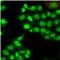 EWS RNA Binding Protein 1 antibody, FNab10142, FineTest, Immunofluorescence image 