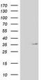 Nudix Hydrolase 6 antibody, CF502330, Origene, Western Blot image 