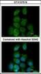 ERK8 antibody, orb95190, Biorbyt, Immunofluorescence image 