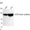 ATP Citrate Lyase antibody, LS-C812885, Lifespan Biosciences, Western Blot image 