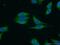 RAS Protein Activator Like 2 antibody, 22140-1-AP, Proteintech Group, Immunofluorescence image 