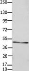 Gap Junction Protein Gamma 2 antibody, TA322255, Origene, Western Blot image 