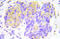 Eukaryotic Translation Initiation Factor 4E Binding Protein 1 antibody, AP20918PU-N, Origene, Immunohistochemistry paraffin image 