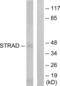 STE20 Related Adaptor Alpha antibody, abx013673, Abbexa, Western Blot image 