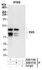EWS RNA Binding Protein 1 antibody, A300-418A, Bethyl Labs, Immunoprecipitation image 