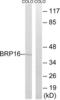 HGH1 Homolog antibody, LS-C119787, Lifespan Biosciences, Western Blot image 