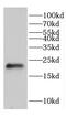 ChaC Cation Transport Regulator Homolog 2 antibody, FNab01628, FineTest, Western Blot image 