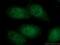 Nucleoporin 54 antibody, 16232-1-AP, Proteintech Group, Immunofluorescence image 