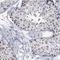 Bromodomain-containing protein 1 antibody, HPA001063, Atlas Antibodies, Immunohistochemistry frozen image 