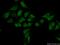 SPT5 Homolog, DSIF Elongation Factor Subunit antibody, 16511-1-AP, Proteintech Group, Immunofluorescence image 