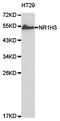 Nuclear Receptor Subfamily 1 Group H Member 3 antibody, TA327294, Origene, Western Blot image 