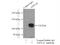 Retinoic Acid Induced 14 antibody, 17507-1-AP, Proteintech Group, Immunoprecipitation image 