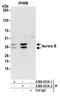 Aurora Kinase B antibody, A300-431A, Bethyl Labs, Immunoprecipitation image 