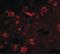 SLIT And NTRK Like Family Member 6 antibody, PA5-20479, Invitrogen Antibodies, Immunofluorescence image 
