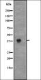 Cyclin-C antibody, orb335114, Biorbyt, Western Blot image 
