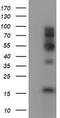 Fragile X mental retardation 1 protein antibody, LS-C173769, Lifespan Biosciences, Western Blot image 