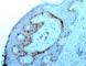 Nucleoli Marker antibody, V2358IHC-7ML, NSJ Bioreagents, Immunohistochemistry frozen image 
