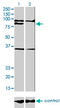 PR domain zinc finger protein 1 antibody, LS-C196751, Lifespan Biosciences, Western Blot image 