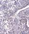 Heat shock-related 70 kDa protein 2 antibody, M03474-1, Boster Biological Technology, Immunohistochemistry frozen image 