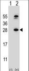Dihydrofolate Reductase antibody, LS-C100566, Lifespan Biosciences, Western Blot image 