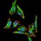 Maternal Embryonic Leucine Zipper Kinase antibody, NBP2-37481, Novus Biologicals, Immunocytochemistry image 