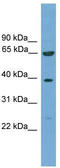 Kelch Like Family Member 20 antibody, TA334539, Origene, Western Blot image 