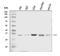 Growth Arrest Specific 2 antibody, A08589-1, Boster Biological Technology, Western Blot image 