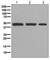 Phosphogluconate Dehydrogenase antibody, ab129199, Abcam, Western Blot image 