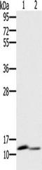 PAGE Family Member 2 antibody, TA350262, Origene, Western Blot image 