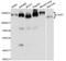 Calpastatin antibody, A7634, ABclonal Technology, Western Blot image 