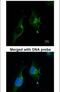 GC-A antibody, PA5-29049, Invitrogen Antibodies, Immunofluorescence image 