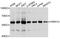 Pre-MRNA Processing Factor 31 antibody, abx127017, Abbexa, Western Blot image 