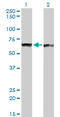 Polypyrimidine Tract Binding Protein 1 antibody, LS-B4399, Lifespan Biosciences, Western Blot image 